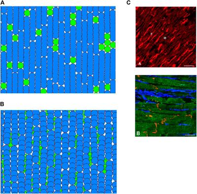 Effects of fibroblast on electromechanical dynamics of human atrial tissue—insights from a 2D discrete element model